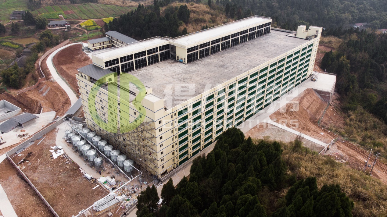 最新の養豚場の設計で環境の質を改善する方法