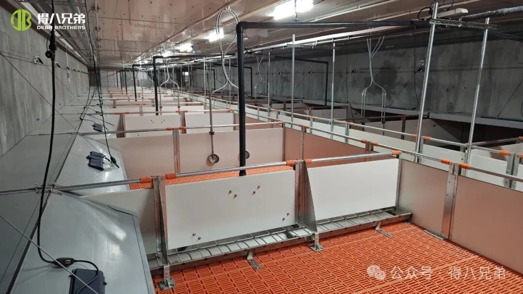 暑い季節の養豚場における熱中症の予防と管理