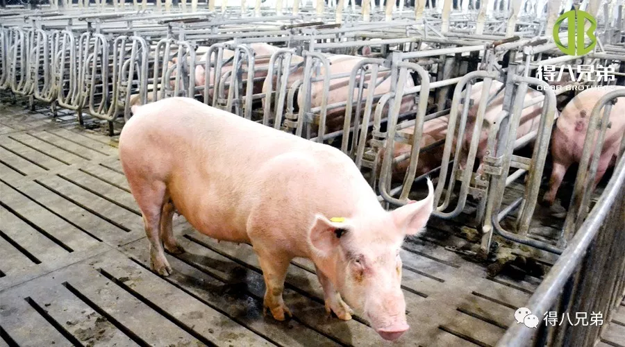 妊娠中の雌豚に対する発酵飼料の影響