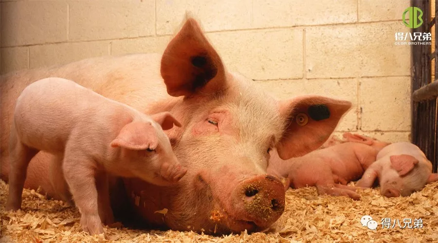動物福祉が豚の生産に及ぼす影響